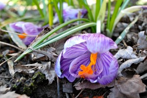 crocuses peeking out, the first of the season. 